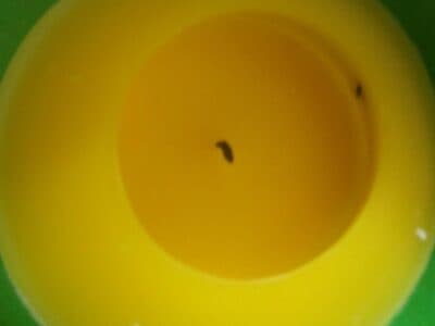 Vela Citronela Vaso ECO Cores Sortidas